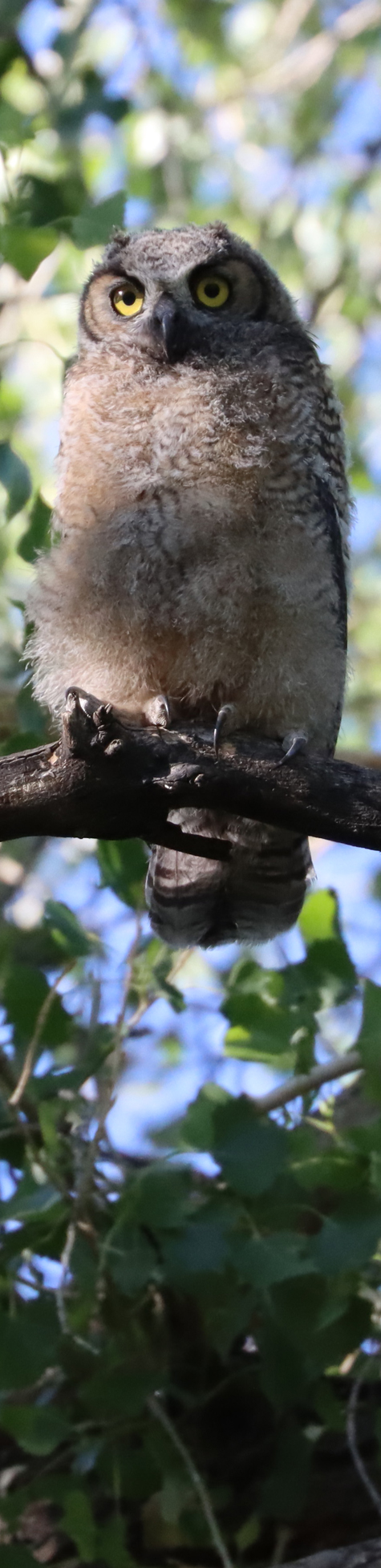 Owlet in Cottonwood Owlet in Cottonwood