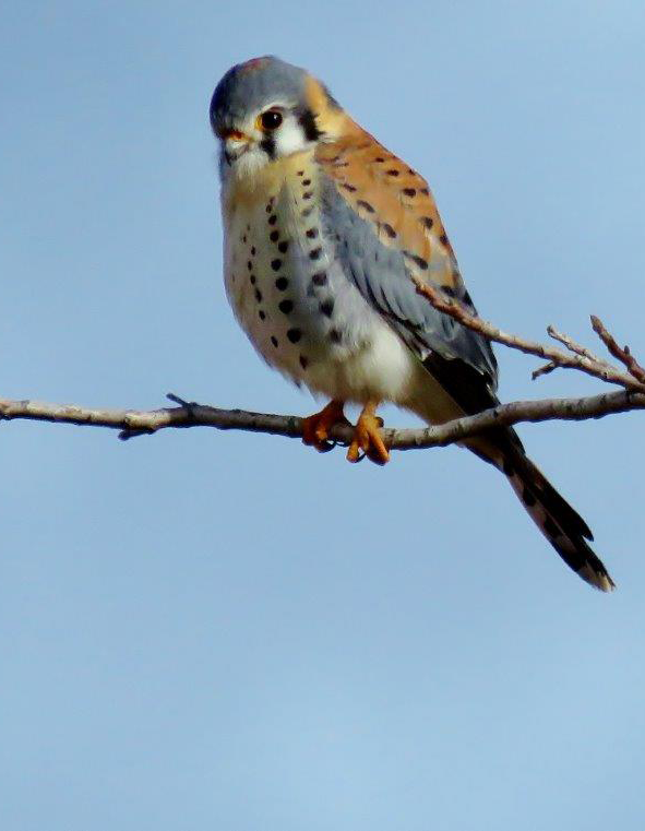 American Kestrel - EF Sanborn