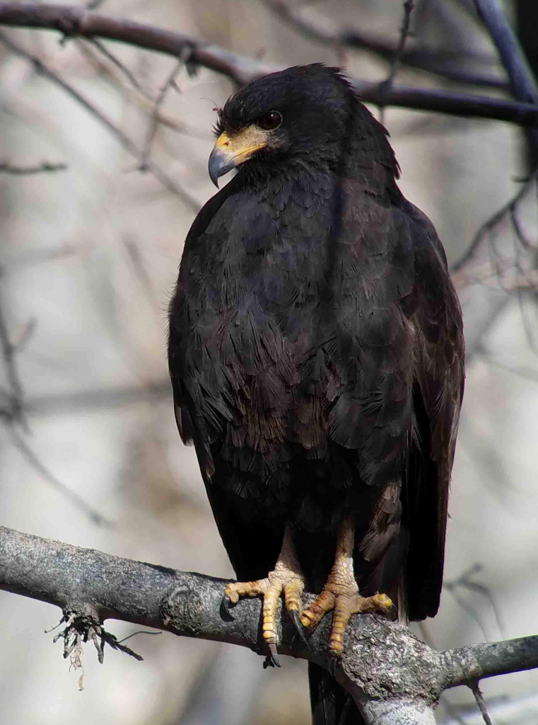 Common Black Hawk - W Wonderley