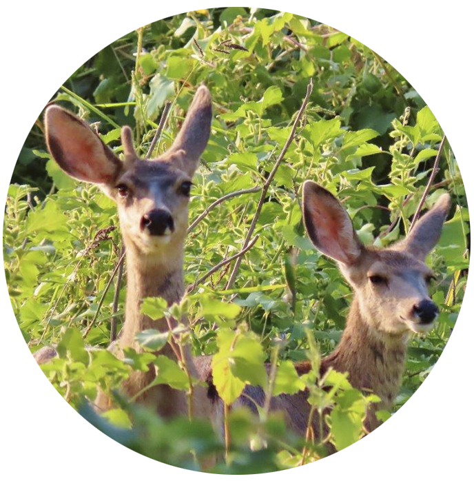 Mule Deer