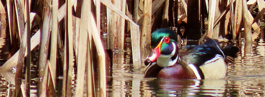 Wood Duck