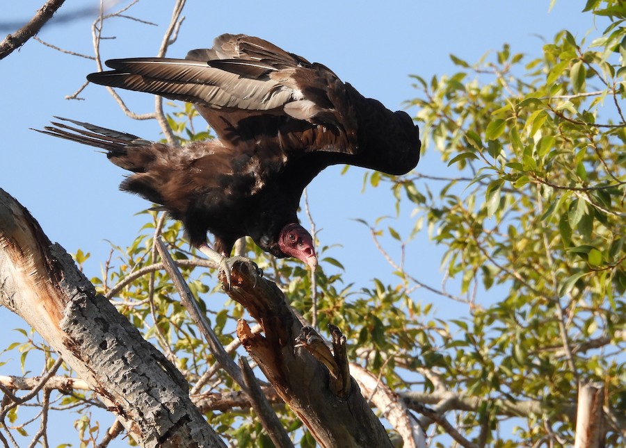 Turkey Vulture