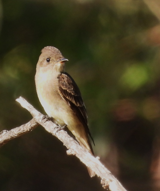 W Wood-Pewee