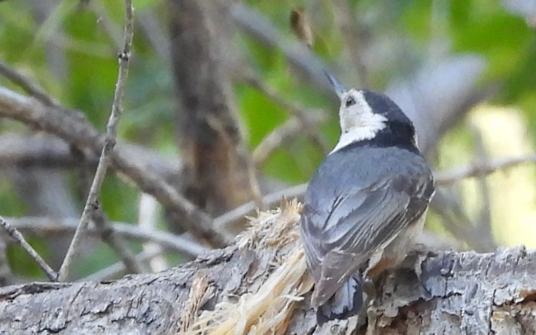 White-breasted Nuthatch