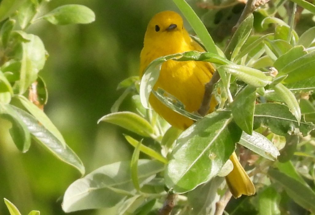 Northern Yellow Warbler