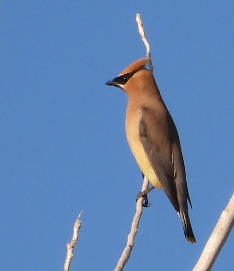 Cedar Waxwing by L. Loomis